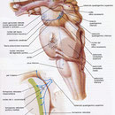 Tronco encefalico