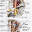 Innervazione 2