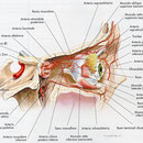 Orbita - arterie laterale