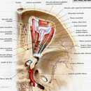 Orbita - arterie sagittale