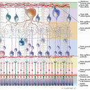 Retina - sezione istologia 2