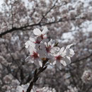 思いっきり咲く（船越堤公園2014）