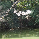桜吹雪（船越堤公園2014）
