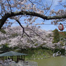 四阿を桜が囲む（船越堤公園2014）