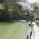 桜の天の川（船越堤公園2014）