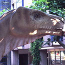 Iguanodon  © N. Bertelsbeck