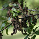 Apfelbaum mit Feuerbrand