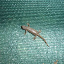 Bergmolchweibchen