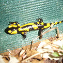 Feuersalamander am Hinwanderungszaun
