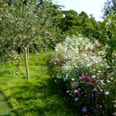 Obstgarten
