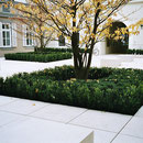 Buxtisch mit hochgeschnittenen Cornus