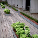 Pflanzstreifen auf der großen Terrasse