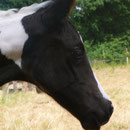 Labhraoloinsigh Delicious *2010 Irish Sport Horse