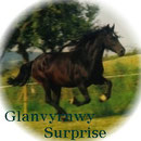 Glanvyrnwy Surprise, our broodmare Sally's granddam, herself a Supreme Champion, Elite graded mare, a prolific producer of stock. Photo: Christina Roters, merit cobs.