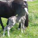 Labhraoloinsigh Coming King *2014 Welsh Cob