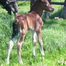 Labhraoloinsigh Church Lady (Cathedine Lady Delight x Abercippyn Bay Flyer) at 10 hours old. Female line of the great Wyre Star.