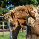 Labhraoloinsigh Golden Phoenix *2012 Welsh Cob