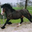 Pentrefelin Jake -  A true Welshman sold at Brightwells for 9500 sterling. Sire of our typey broodmare Merit Sally Ann. Photo: R. Rosenthal 