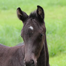 Labhraoloinsigh Deeva *2012 Irish Sport Horse