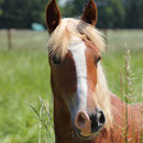 Labhraoloinsigh Golden Ivy as a yearling