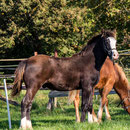 Labhraoloinsigh Coming King. Typey colt, our young broodmare Sally's debut. By the extraordinarily typey High Stepping Gambler, who himself excelled in Welsh driving classes. Photo: Stefan Porschen. 