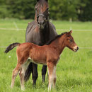 Labhraoloinsigh Church Lady at 6 days old.Photo by ReitTV team who were doing a special on the welsh breeds