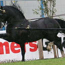 Ciffig Cymro Du, out of our senior broodmare Trefaes Ballet Queen (Photo: A. Booth)