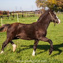 Labhraoloinsigh Coming King. Typey colt, our young broodmare Sally's debut. By the extraordinarily typey High Stepping Gambler, who himself excelled in Welsh driving classes. Photo: Stefan Porschen. 