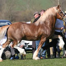 Horeb Tomboy, Euros's son, Royal Welsh Reserve Male Champion. Sire of our youngsters Banon Bale and Alys. Sire of young Labhraoloinsigh Phoenix. 