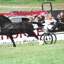 Multi medal Winner in harness, in hand and under saddle Ciffig Cymro Du, by Horeb Euros and out of our senior broodmare Trefaes Ballet Queen (Photo: A. Booth)