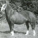Tyngwndwn Mathrafal Lady. Features in many successful Welsh Cobs via her son Nebo Black Magic & her grandson Nebo Brenin. Our stallions Ben & Black and our mares Cinders, Sally, Mama Mia, Banon Bale and Polly carry her bloodlines. Photo: Dr. W. Davies  