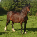 Penllwynuchel Sioned (by Nebo Daniel), Grandmother to our stallion Bendigeidfran and producer of quality stock at Gwynfaes. Photo: Gwynfaes Stud