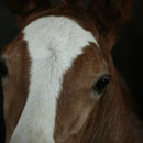 Labhraoloinsigh Clean Bandit  *2014 Welsh Cob