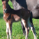 A wealth of old Cardiganshire bloodlines: Labhraoloinsigh Church Lady, out of Cathedine Lady Delight, herself a daughter of the showmare Cathedine Welsh Lady (Parc Welsh Flyer x Cathedine Welsh Maid) at 10 hours old.