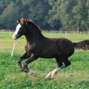 Labhraoloinsigh Coming King at about 5 months old. Featuring Horeb Euros, Gwenllan Sali, Glanvyrnwy Coming King, Glanvyrnwy Charm, Pentrefelin Jake and plenty of Parc Welsh Flyer, Nebo Daniel and Nebo Brenin in his pedigree. Photo: C. Weber.