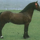 Thorneyside the Terminator, well sought after sire featuring strongly at the top of the Sire Ratings. Sire of our stud stallion Brynithon Black Knight and our young mare Brynithon Nightshade. Photo taken from Welshcobinfo homepage.  