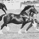 Prince of Wales Cup winner Horeb Euros, my all-time favourite! Sire of our broodmares Mama Mia and Seren Mam, grandsire to our young mares Alys and Banon Bale, damsire of our stallion Bendigeidfran. He also features in our broodmare Cinders' pedigree.  