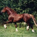 Elite stallion Nebo Charles. Sire of quality stock in Germany.Full brother to Prince of Wales Cup winner Nebo Hywel, combining the best of Nebo bloodlines incl. Nebo Daniel and a double cross of Nebo Brenin. Grandsire to our broodmare Sally. ph:C. Roters