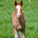 Labhraoloinsigh Golden Ivy 12 days old