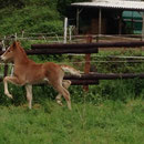 Labhraoloinsigh Golden Storm at 2 weeks of age.