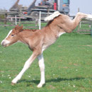 Labhraoloinsigh Golden Ivy 2 days old