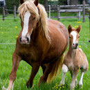 Aberlogin Cinders & Labhraoloinsigh Golden Ivy at 12 days old