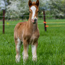 Labhraoloinsigh Golden Ivy 12 days old