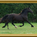 Horeb Morfydd, dam of our old fashioned broodmare Mama Mia.Mama Mia and Morfydd go back in a straight line to the prolific broodmare Gerinant Rosina and hence to the Royal Welsh (1929) winning mare Myrtle Rosina 