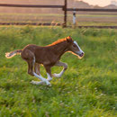 Labhraoloinsigh Clean Bandit (Horeb High Stepping Gambler x Trefaes Ballet Queen). Pictured at aged 3 days. Photo: Stefan Porschen.