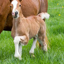 Aberlogin Cinders and Labhraoloinsigh Golden Ivy at 12 days old