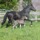 Labhraoloinsigh Coming King at 3 days