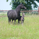 Our senior broodmare Ballet Queen and Labhraoloinsigh Flame at 14 hours old.