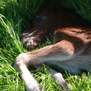 Labhraoloinsigh Church Lady (Cathedine Lady Delight x Abercippyn Bay Flyer) at 10 hours old. Female line of the great Wyre Star.