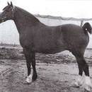 Parc Lady- arguably one of the most beautiful Cob mares ever.Winner of the Prince of Wales Cup 4 times! Our stallion Black's female line that produced champions, broodmares and sires of note. Ancestor of most of our cobs! Photo: Parc Stud website 